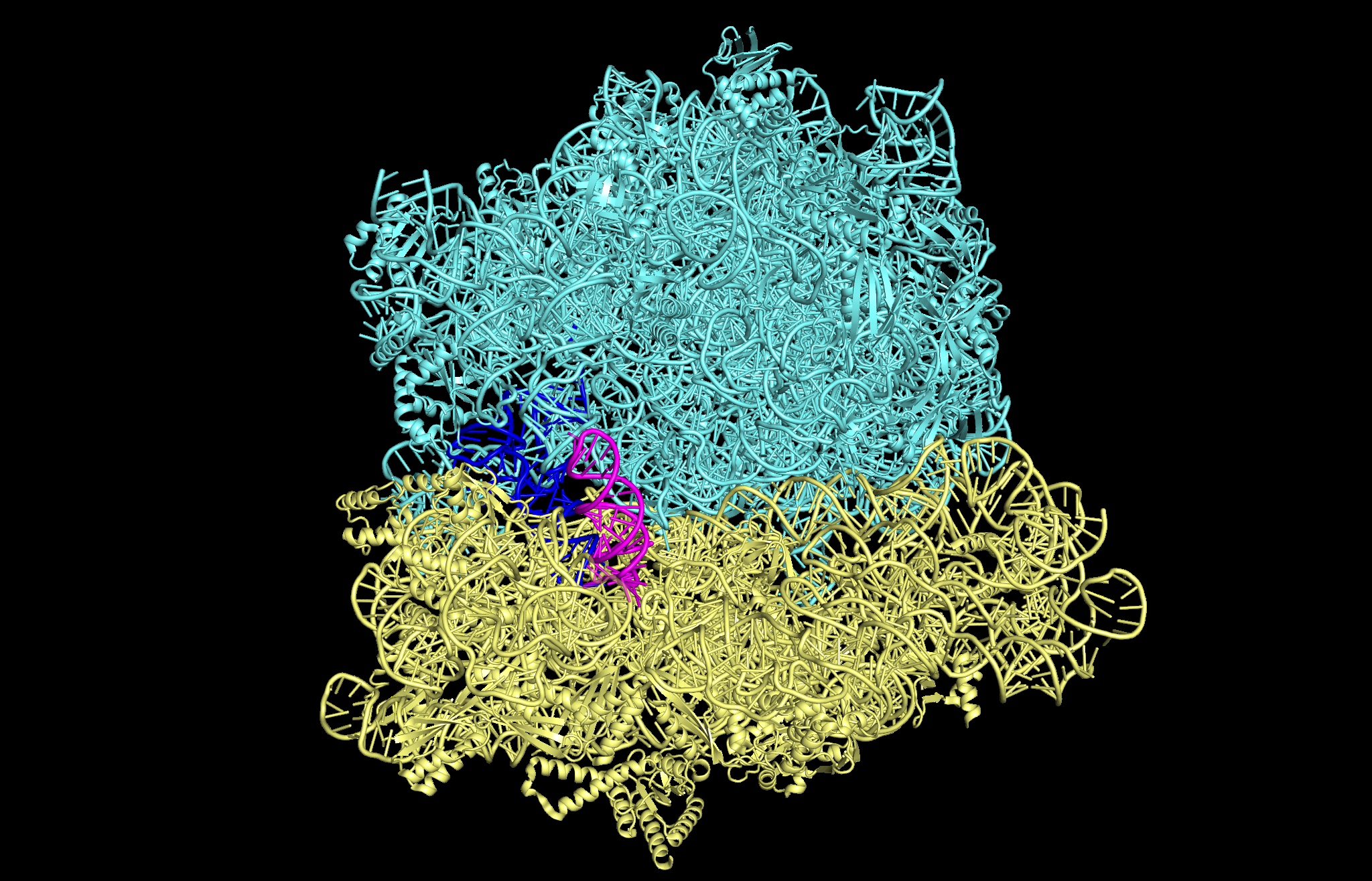 Ribosome structural model